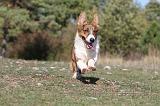 CORGI CARDIGAN 033